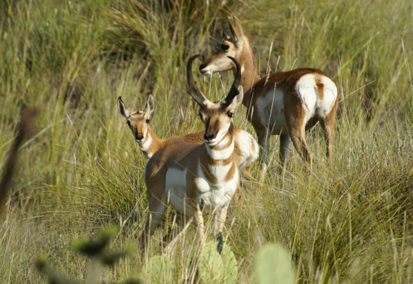 pronghorn sheep