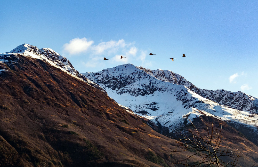 wild geese flying